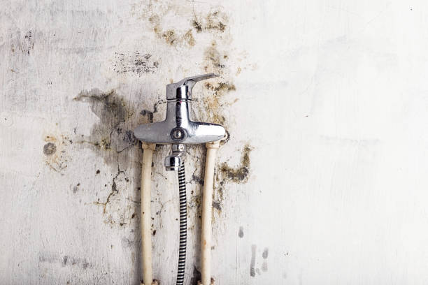 Best Home Mold Removal  in Parshall, ND