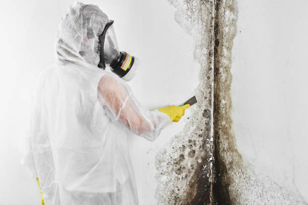 Best Affordable Mold Removal  in Parshall, ND