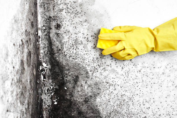 Best Residential Mold Removal  in Parshall, ND