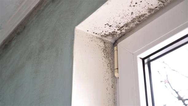 Best Office Mold Removal Services  in Parshall, ND