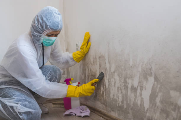 Trusted Parshall, ND Mold Removal Experts