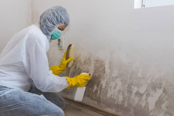 Best Certified Mold Removal  in Parshall, ND