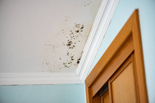 Best Home Mold Removal  in Parshall, ND