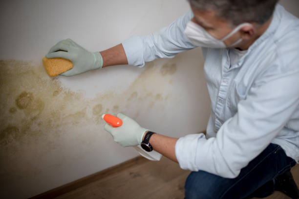 Mold Testing and Removal in Parshall, ND