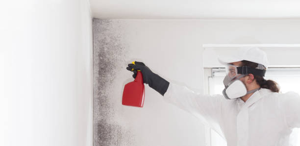 Best Emergency Mold Removal  in Parshall, ND