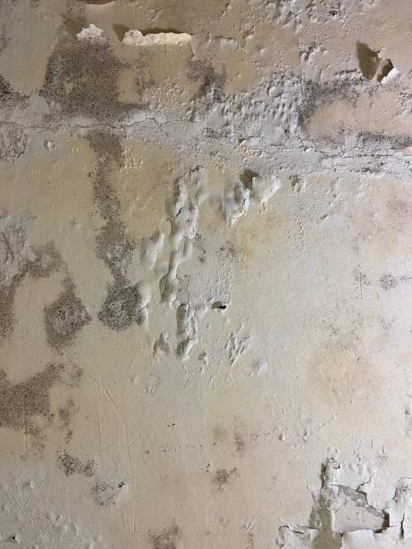 Best Local Mold Removal Service  in Parshall, ND