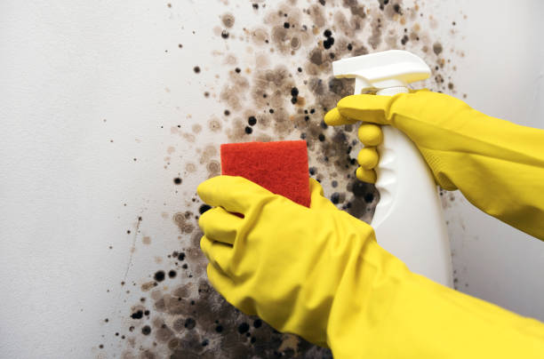 Best Same-Day Mold Removal  in Parshall, ND