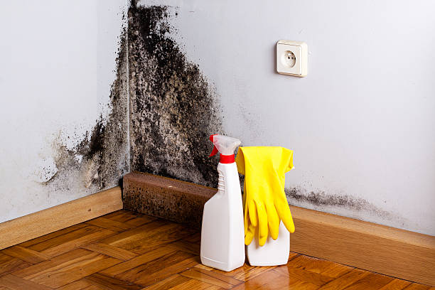 Best Local Mold Removal Service  in Parshall, ND
