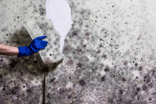 Best Toxic Mold Removal  in Parshall, ND